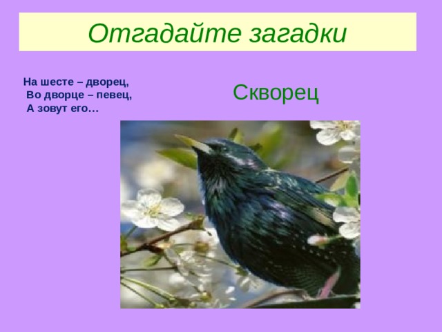 Отгадайте загадки  Скворец . На шесте – дворец,  Во дворце – певец,  А зовут его… 