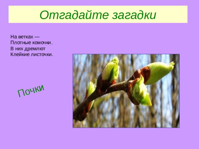 Почки Отгадайте загадки На ветках —  Плотные комочки.  В них дремлют  Клейкие листочки. 