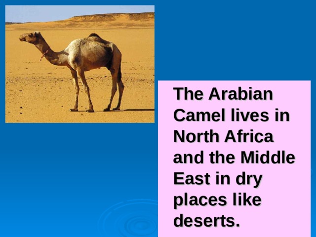  The Arabian Camel lives in North Africa and the Middle East in dry places like deserts. 