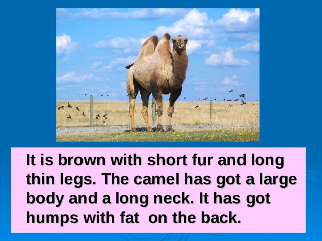  It is brown with short fur and long thin legs. The camel has got a large body and a long neck. It has got humps with fat on the back. 