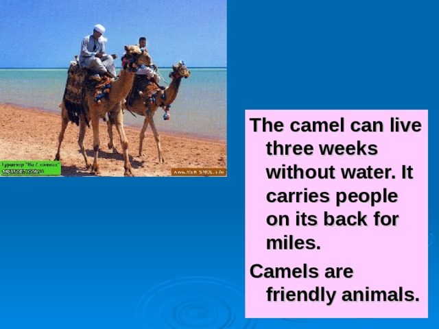 The camel can live three weeks without water. It carries people on its back for miles. Camels are friendly animals. 