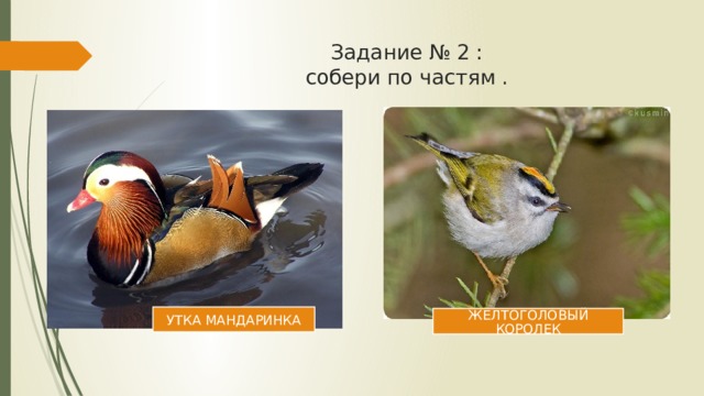 Задание № 2 :  собери по частям . УТКА МАНДАРИНКА ЖЕЛТОГОЛОВЫЙ КОРОЛЕК 