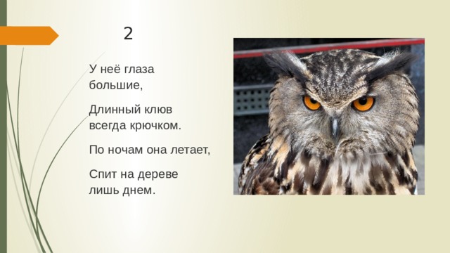 2 У неё глаза большие, Длинный клюв всегда крючком. По ночам она летает, Спит на дереве лишь днем. 