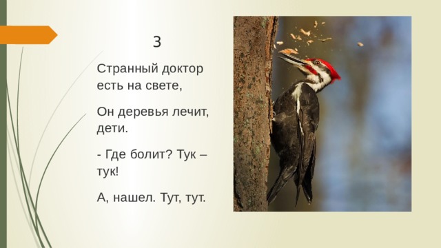 3 Странный доктор есть на свете, Он деревья лечит, дети. - Где болит? Тук – тук! А, нашел. Тут, тут. 