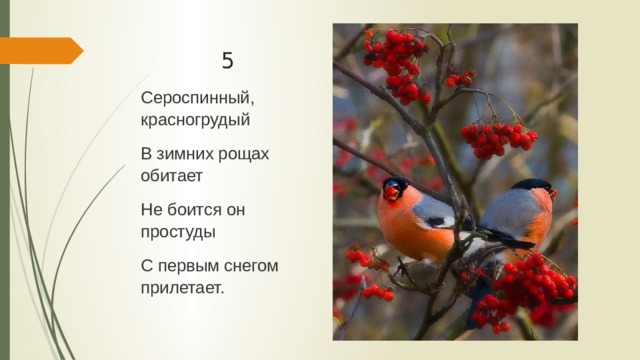 5 Сероспинный, красногрудый В зимних рощах обитает Не боится он простуды С первым снегом прилетает. 
