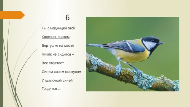 6 Ты с модницей этой, Конечно, знаком : Вертушке на месте Никак не сидится – Все хвастает Синим своим сюртуком И шапочкой синей Гордится … 