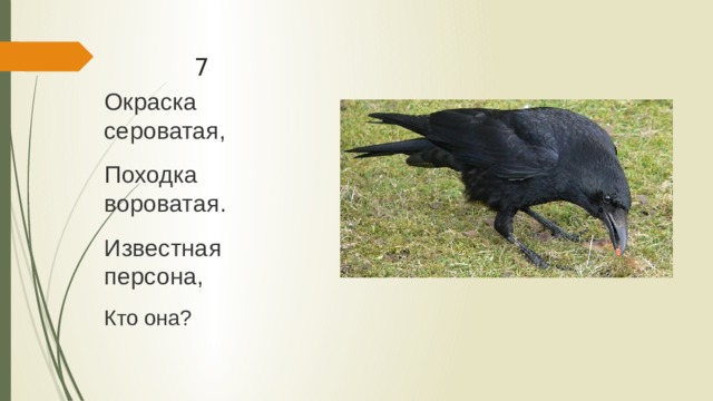 7 Окраска сероватая, Походка вороватая. Известная персона, Кто она? 