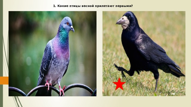 1. Какие птицы весной прилетают первыми? 