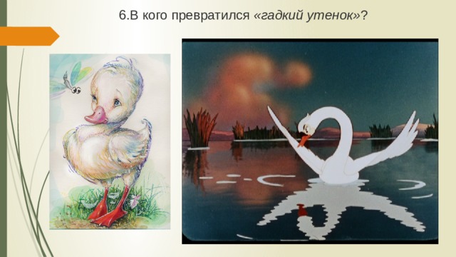 6.В кого превратился «гадкий утенок» ? 
