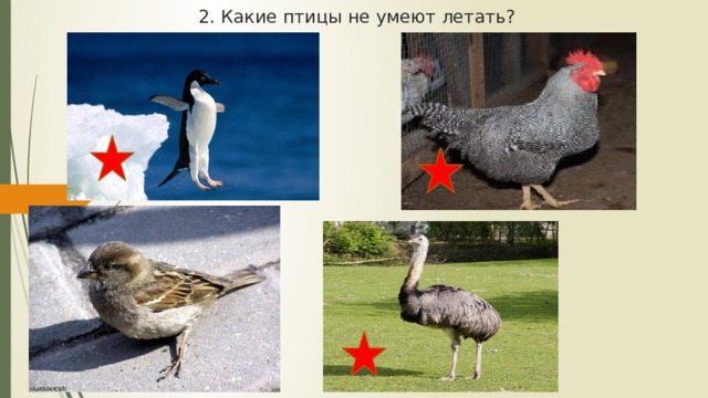 2. Какие птицы не умеют летать? 