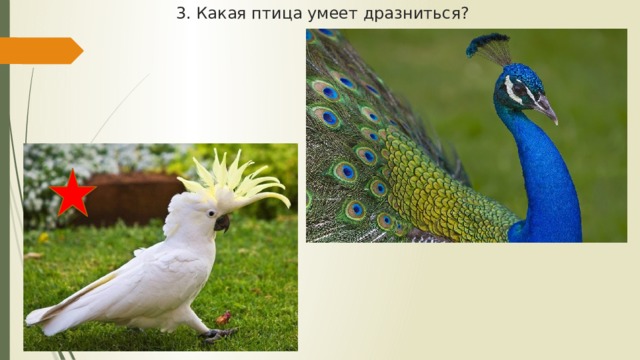 3. Какая птица умеет дразниться? 