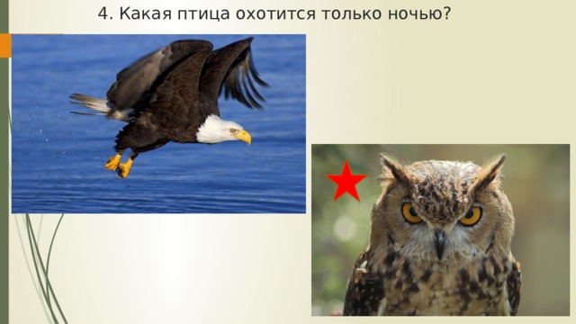 4. Какая птица охотится только ночью? 