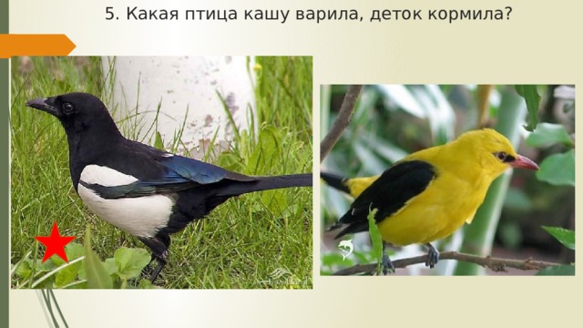 5. Какая птица кашу варила, деток кормила? 