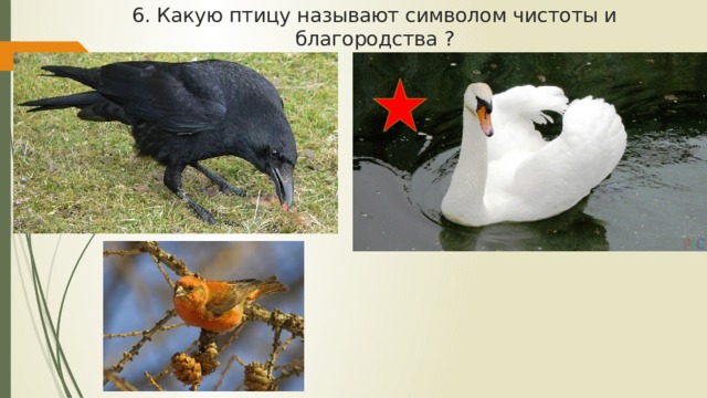 6. Какую птицу называют символом чистоты и благородства ? 
