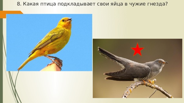 8. Какая птица подкладывает свои яйца в чужие гнезда? 