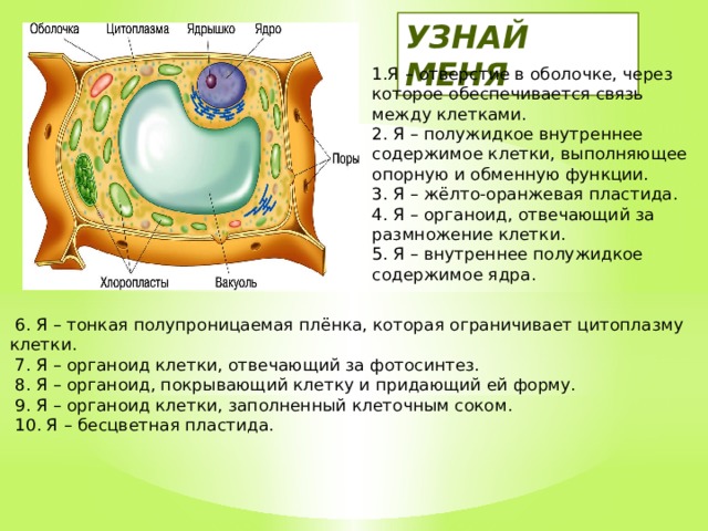 На рисунке изображена растительная клетка ответь на вопросы