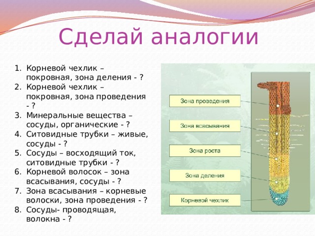 Тест по биологии корень