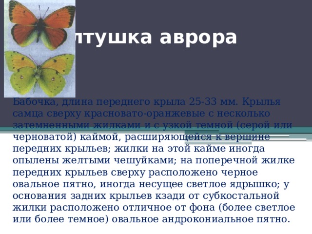  Желтушка аврора Бабочка, длина переднего крыла 25-33 мм. Крылья самца сверху красновато-оранжевые с несколько затемненными жилками и с узкой темной (серой или черноватой) каймой, расширяющейся к вершине передних крыльев; жилки на этой кайме иногда опылены желтыми чешуйками; на поперечной жилке передних крыльев сверху расположено черное овальное пятно, иногда несущее светлое ядрышко; у основания задних крыльев кзади от субкостальной жилки расположено отличное от фона (более светлое или более темное) овальное андрокониальное пятно. 