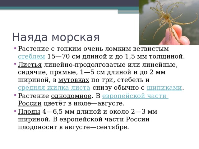 Наяда морская Растение с тонким очень ломким ветвистым стеблем 15—70 см длиной и до 1,5 мм толщиной. Листья линейно-продолговатые или линейные, сидячие, прямые, 1—5 см длиной и до 2 мм шириной, в мутовках по три, стебель и средняя жилка листа снизу обычно с шипиками . Растение однодомное . В европейской части России цветёт в июле—августе. Плоды 4—6,5 мм длиной и около 2—3 мм шириной. В европейской части России плодоносит в августе—сентябре. 