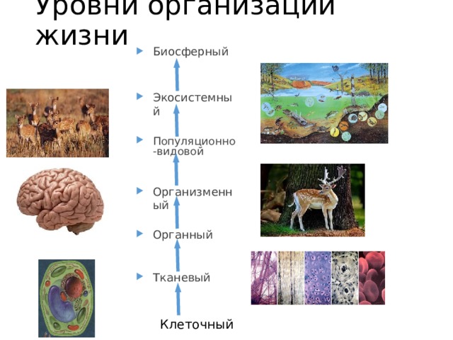 Популяционно видовой уровень организации жизни презентация