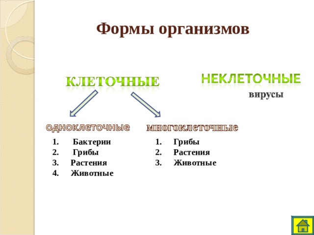 Формы организмов  Бактерии  Грибы Растения Животные Грибы Растения Животные 