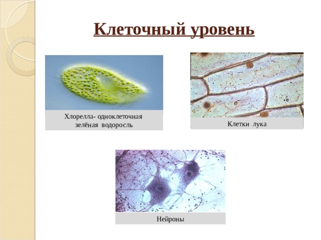  Клеточный уровень Хлорелла- одноклеточная зелёная водоросль Клетки лука Нейроны 