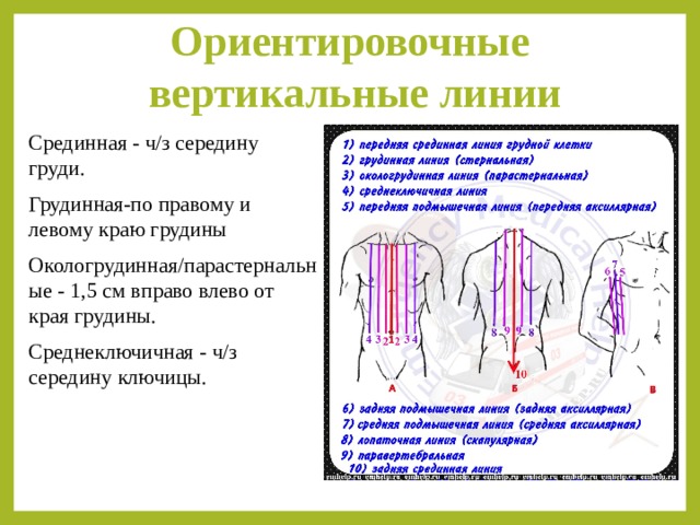 Ориентировочные вертикальные линии   Срединная - ч/з середину груди. Грудинная-по правому и левому краю грудины Окологрудинная/парастернальные - 1,5 см вправо влево от края грудины. Среднеключичная - ч/з середину ключицы. 