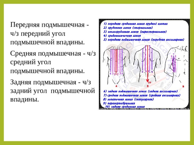 Передняя подмышечная - ч/з передний угол подмышечной впадины. Средняя подмышечная - ч/з средний угол подмышечной впадины. Задняя подмышечная - ч/з задний угол подмышечной впадины. 