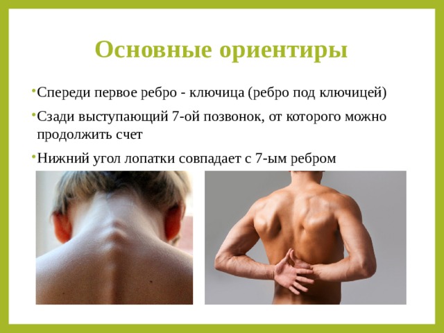 Основные ориентиры   Спереди первое ребро - ключица (ребро под ключицей) Сзади выступающий 7-ой позвонок, от которого можно продолжить счет Нижний угол лопатки совпадает с 7-ым ребром 