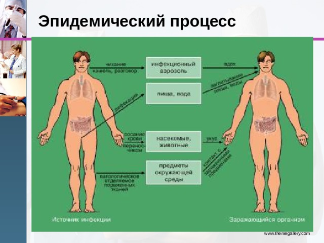Эпидемический процесс www.themegallery.com 