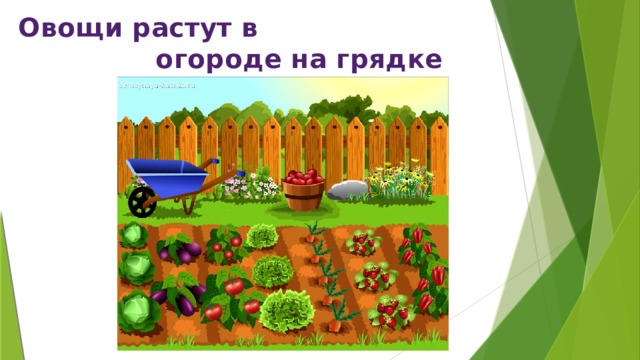 Овощи растут в  огороде на грядке 