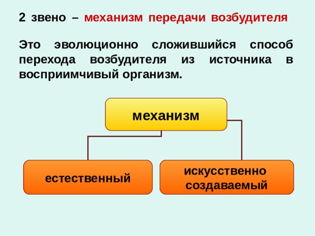  2 звено – механизм передачи возбудителя    Это эволюционно сложившийся способ перехода возбудителя из источника в восприимчивый организм. механизм естественный искусственно создаваемый 