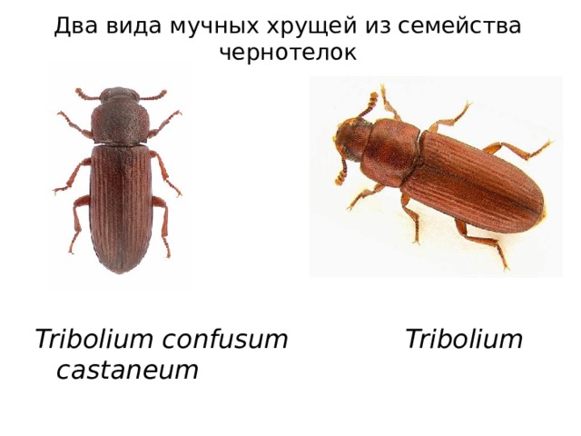 Два вида мучных хрущей из семейства чернотелок Tribolium confusum    Tribolium castaneum 
