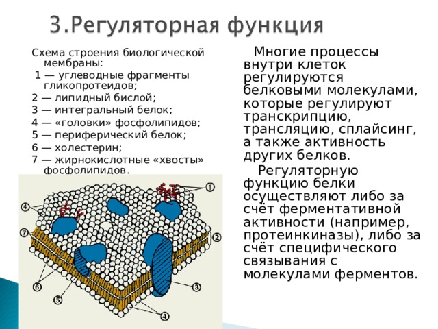 Примеры функций белков на клеточном уровне Всем известно, всем понятно, что здоровым быть приятно