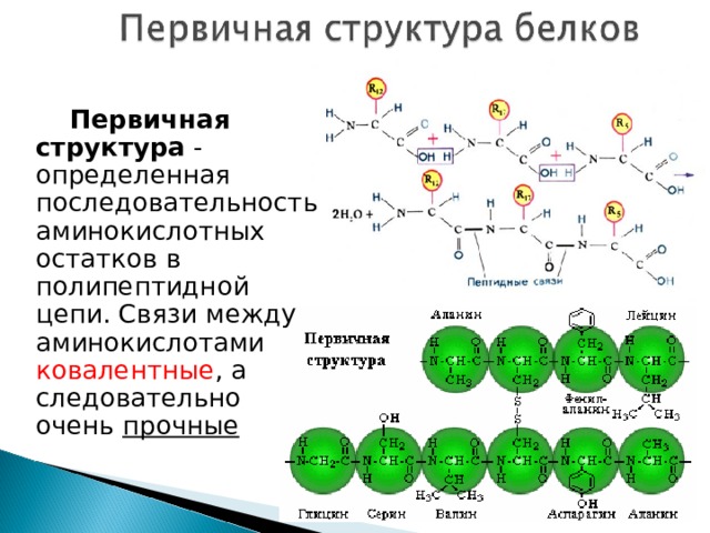 Аминокислоты в полипептидной цепи