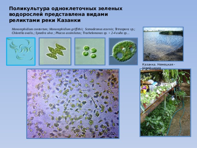 Культивирование одноклеточных водорослей. Культивирование одноклеточных зеленых водорослей. Одноклеточные зеленые водоросли. Зеленые водоросли культивирование. Культивирование одноклеточных зеленых водорослей технология.