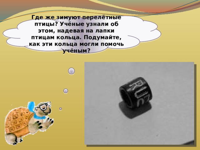 Где же зимуют перелётные птицы? Учёные узнали об этом, надевая на лапки птицам кольца. Подумайте, как эти кольца могли помочь учёным? 