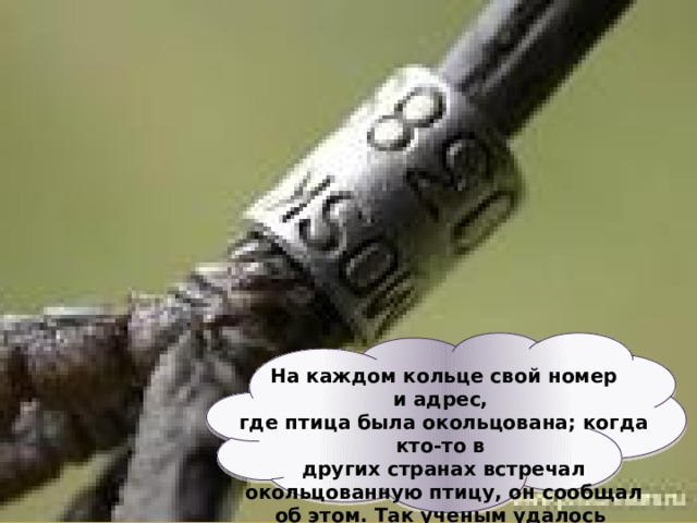  На каждом кольце свой номер и адрес, где птица была окольцована; когда кто-то в  других странах встречал окольцованную птицу, он сообщал об этом. Так ученым удалось узнать, где зимуют птицы. 