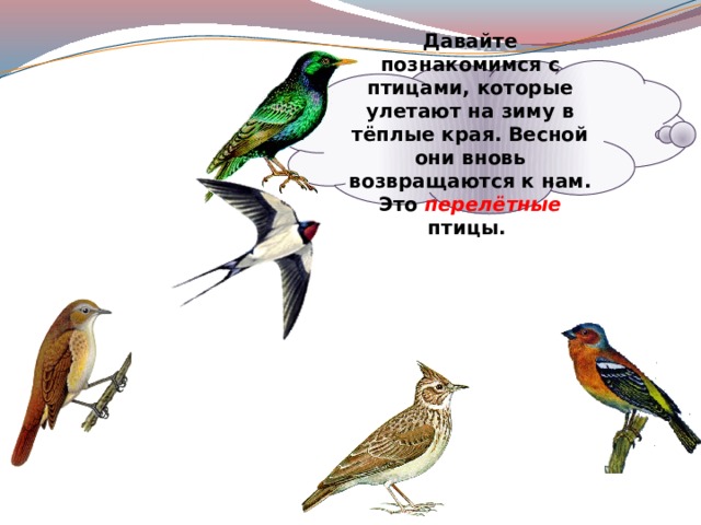Давайте познакомимся с птицами, которые улетают на зиму в тёплые края. Весной они вновь возвращаются к нам. Это перелётные птицы. 