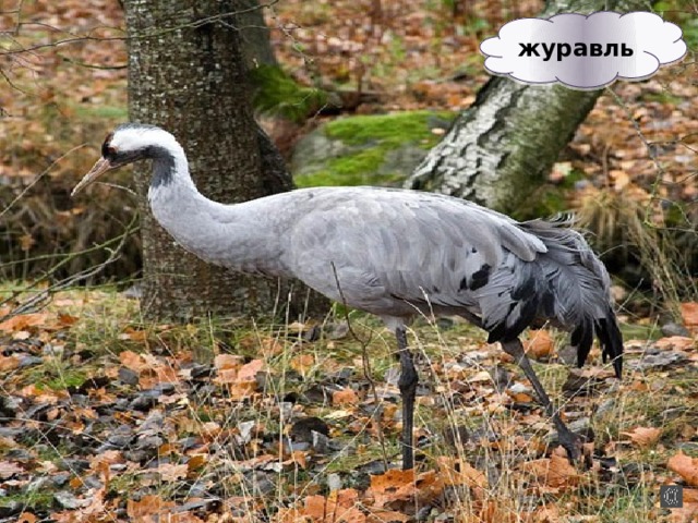 журавль 