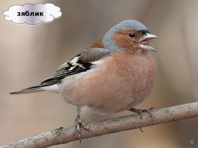 зяблик 