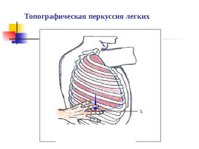 Топографическая перкуссия легких границы