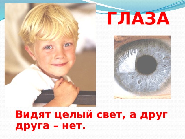 ГЛАЗА  Видят целый свет, а друг друга – нет. 