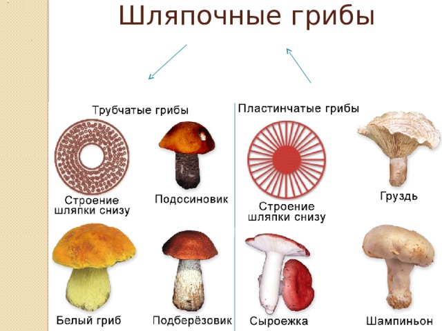 Шляпочные грибы  