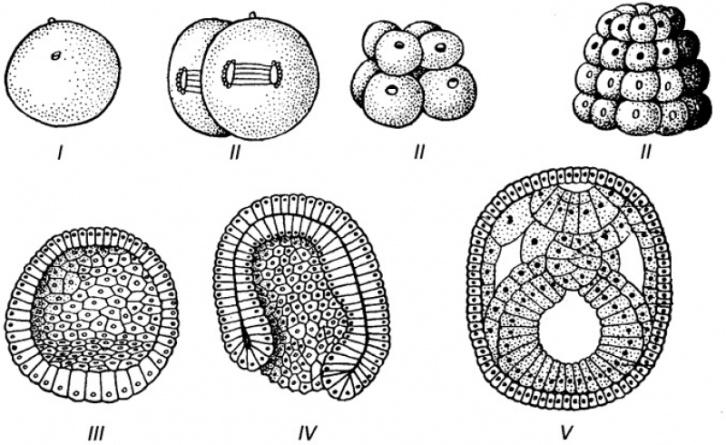 Схема развития зародыша