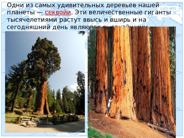 Одни из самых удивительных деревьев нашей планеты — секвойи . Эти величественные гиганты тысячелетиями растут ввысь и вширь и на сегодняшний день являются высочайшими растениями мира Евразия . 