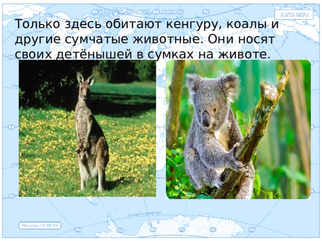 Евразия Только здесь обитают кенгуру, коалы и другие сумчатые животные. Они носят своих детёнышей в сумках на животе. . 