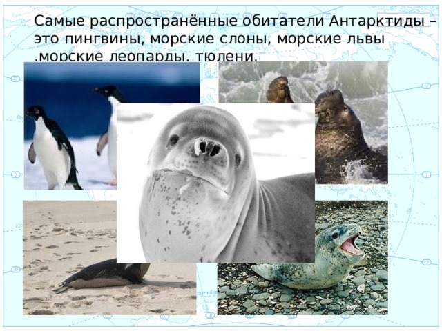 Самые распространённые обитатели Антарктиды – это пингвины, морские слоны, морские львы ,морские леопарды, тюлени. Евразия . 