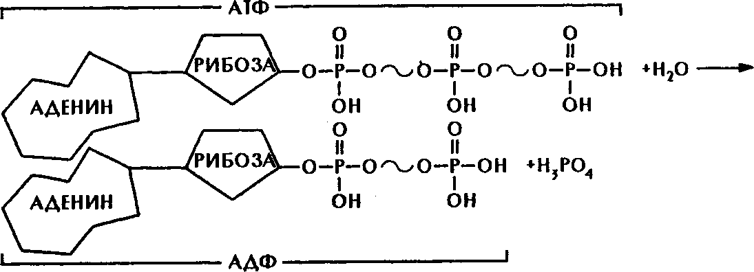 Остаток фосфорной кислоты атф