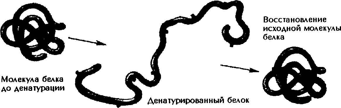 Денатурация белка схема